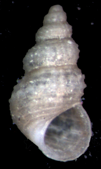 Alvania scabra, oranica